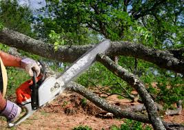 Best Lawn Maintenance Plans  in Scotia, NY