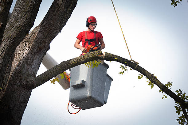 Professional Tree Services in Scotia, NY
