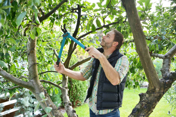 Best Tree and Shrub Care  in Scotia, NY